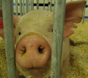 Silly pig photo - make me money?